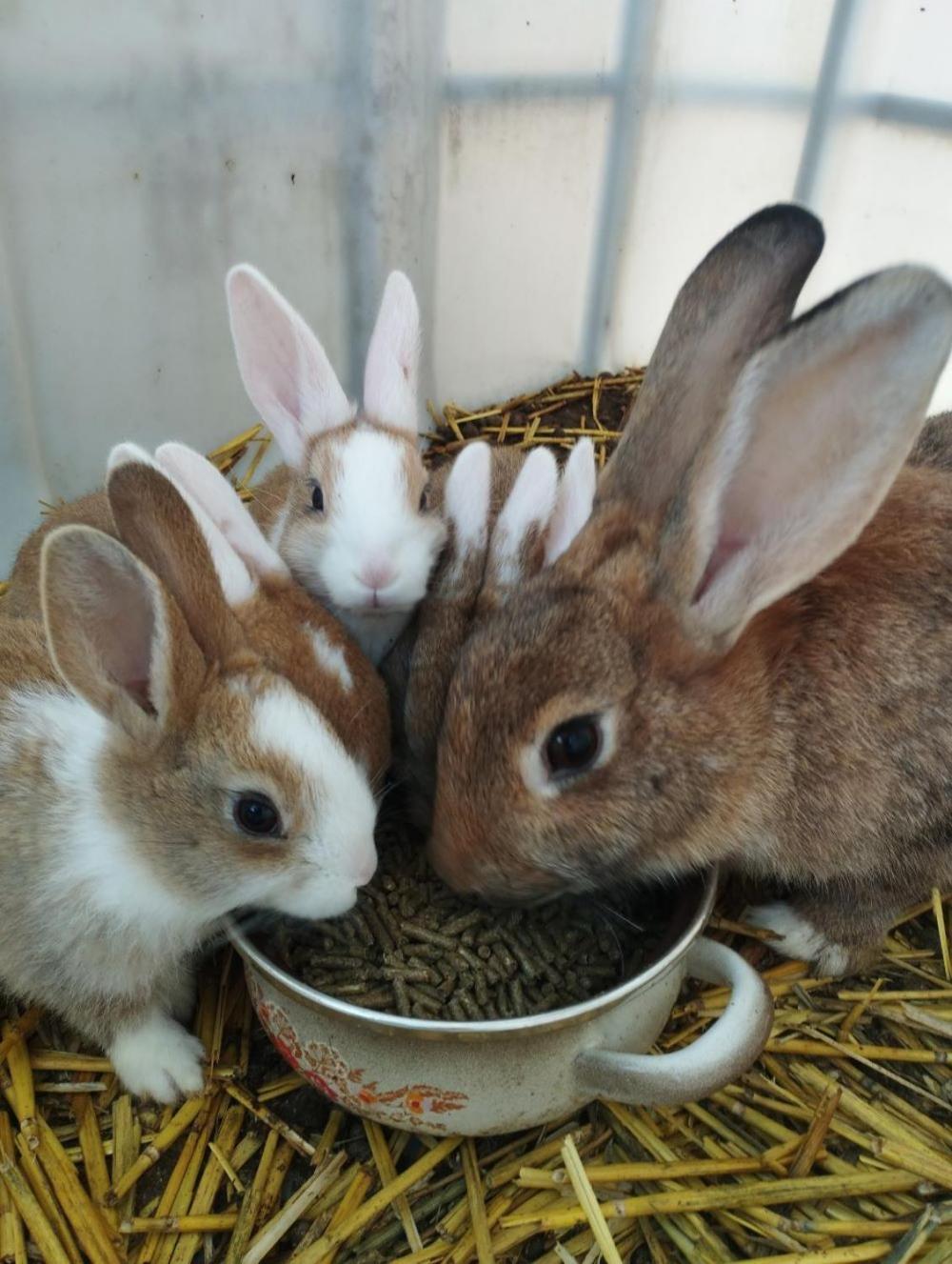 De Smishoeve Met Kinderpret, Dieren En Wellness Heers エクステリア 写真