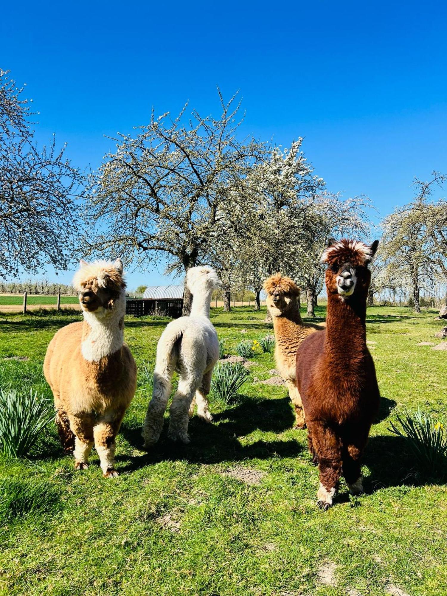De Smishoeve Met Kinderpret, Dieren En Wellness Heers エクステリア 写真